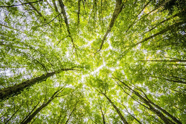 Naviguer dans la forêt de choix: Un guide de la vente d’arbres sur pied
