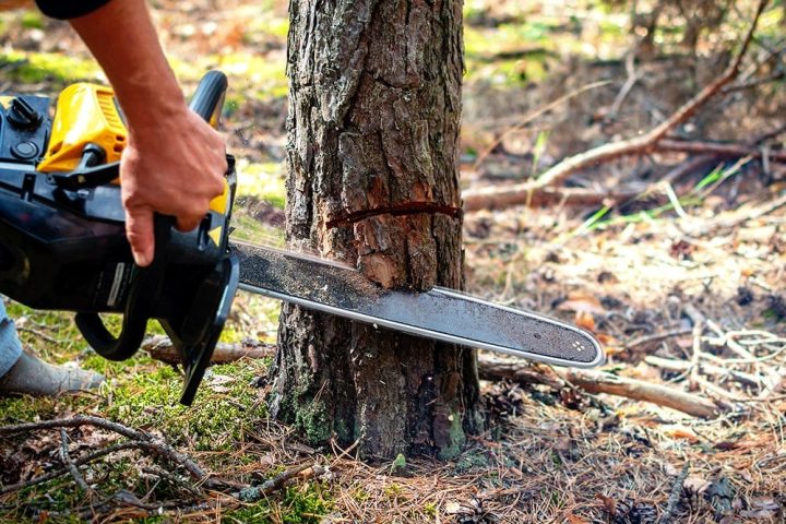 L’abattage responsable : concilier production de bois et préservation de l’environnement