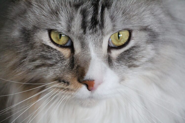 Chat Maine Coon : tout savoir sur le caractère de ce géant doux