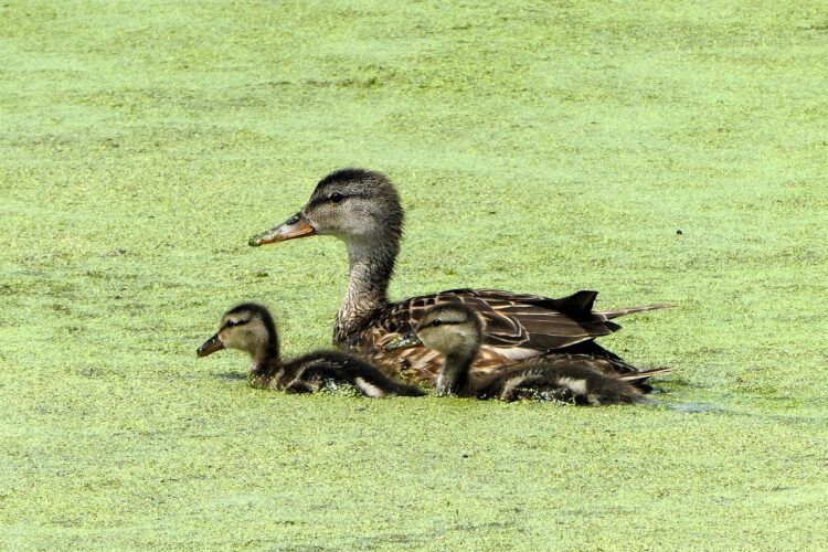 Le guide complet pour les parents : comment devenir un bon accompagnateur sans stresser ?