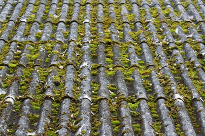 Démoussage : comment éliminer les lichens tenaces sur la toiture