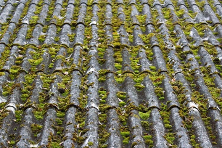 Démoussage : comment éliminer les lichens tenaces sur la toiture