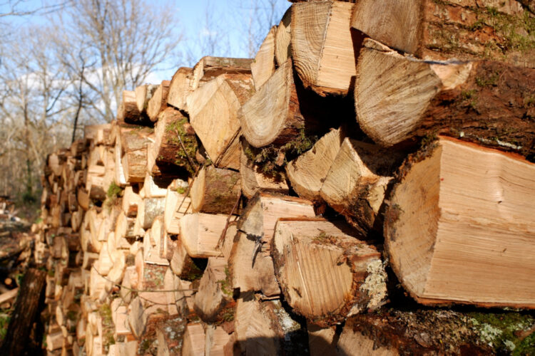 Abattage et valorisation du bois de chauffage : que faire des grumes