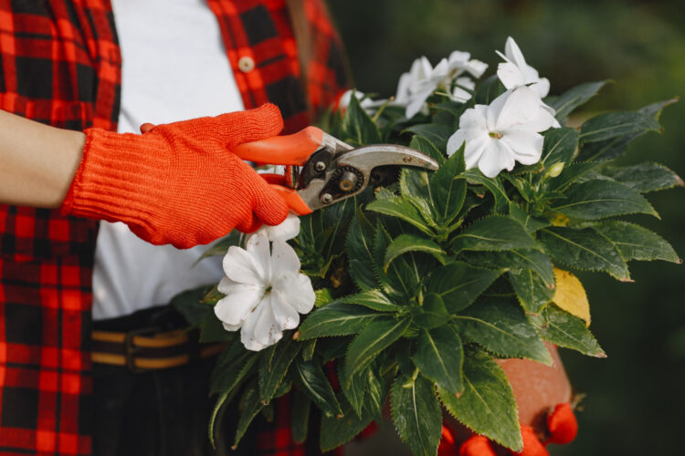 Entretien de jardin : reconnaître et traiter les maladies cryptogamiques des plantes