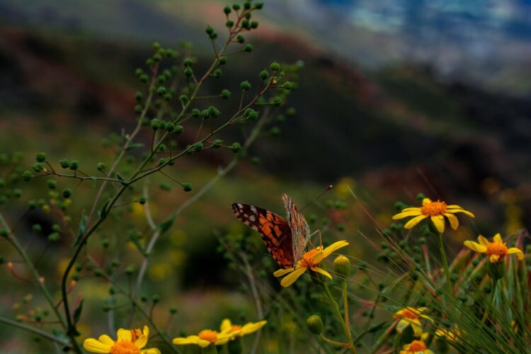 Enrochement et biodiversité : créer des habitats naturels pour la faune du jardin